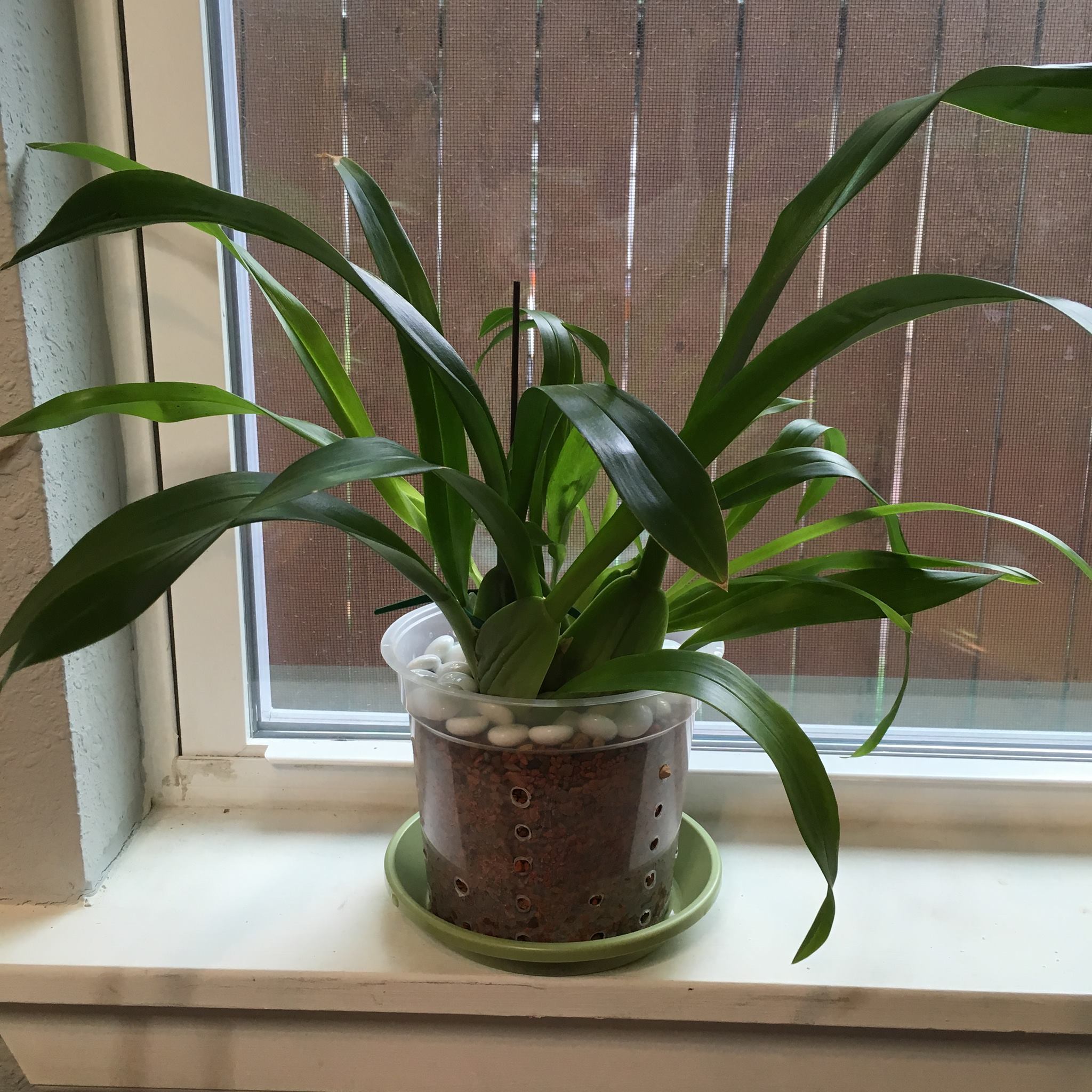 Oncidium orchid on a windowsill.