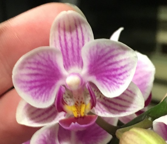 Close-up of a small phalaenopsis bloom.
